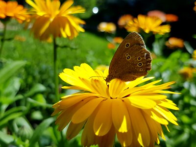 Butterfly flower yellow