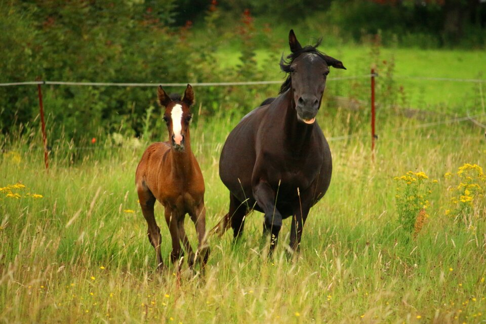 Foal thoroughbred arabian pasture