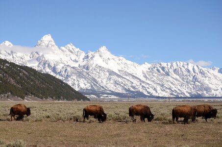 Wyoming mountains bison