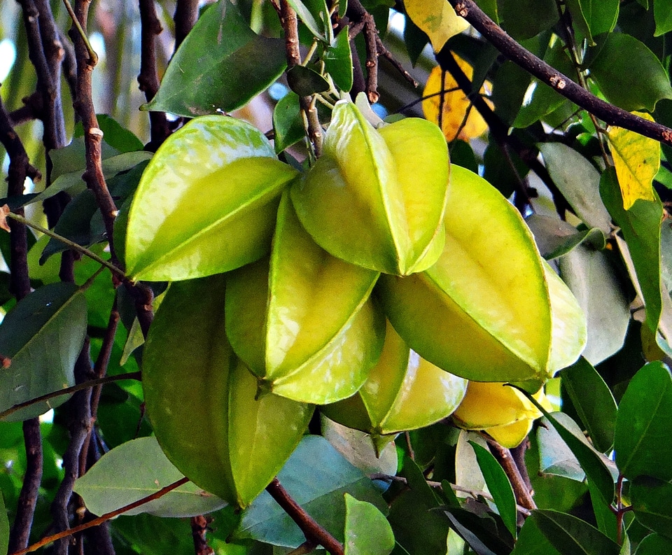 Carambola tropical fruit india
