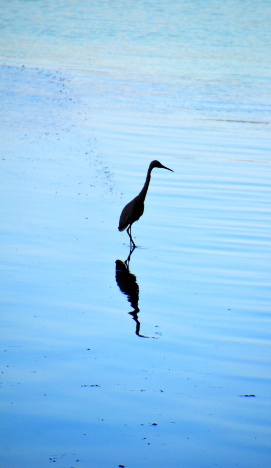 Bird sea blue