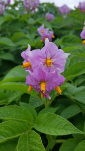 Agriculture plant summer photo