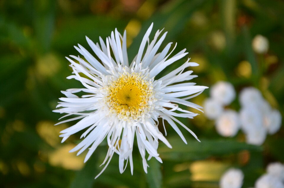 Summer flowers daisy petals