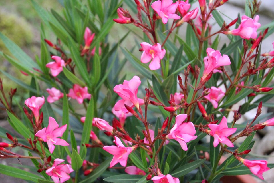 Oleander pink bush