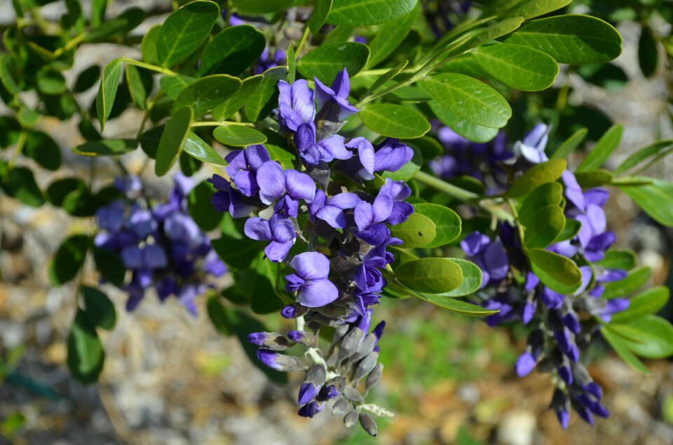 Plant blooming bloom