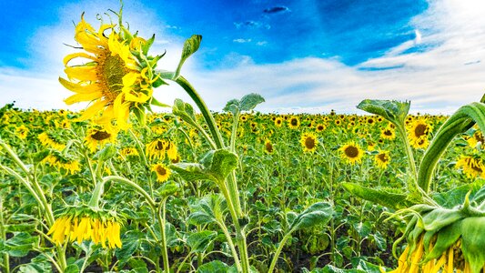 Yellow blue summer photo