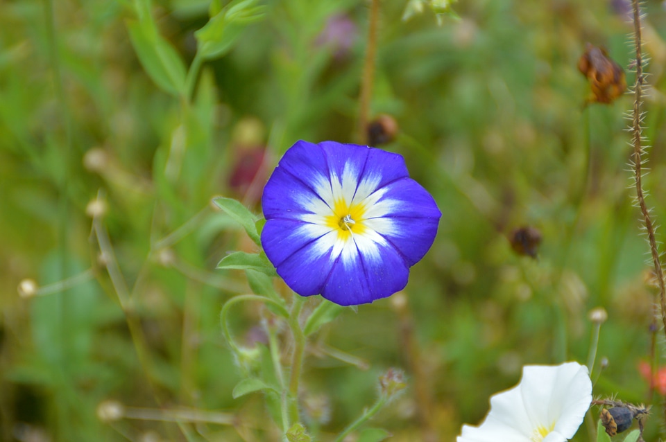 Garden blossom bloom