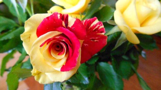 Rose color yellow flower photo