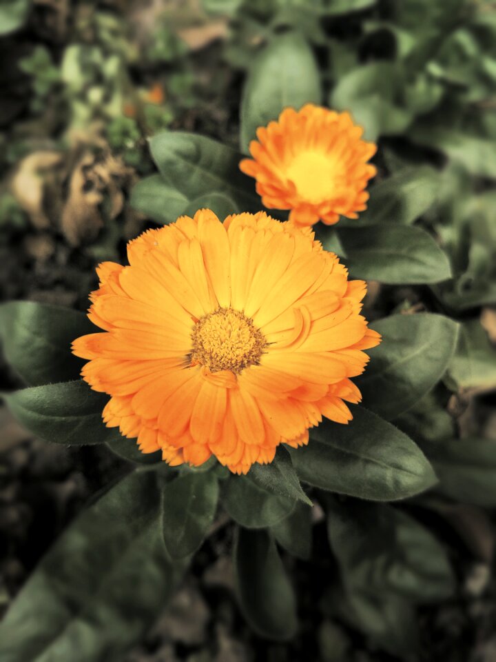 The scenery wild flowers cell phone cameras