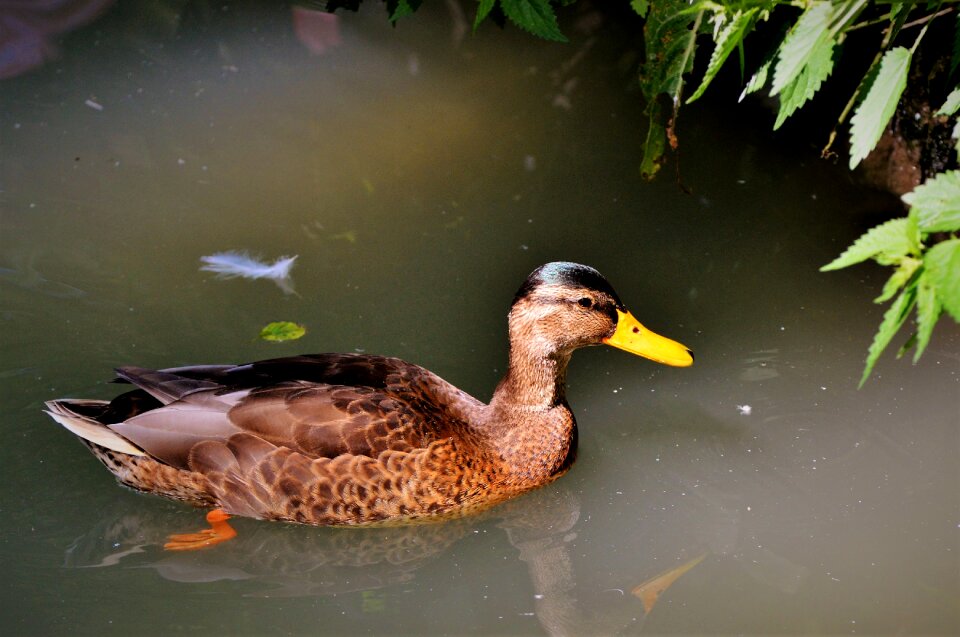 Bird poultry animal photo