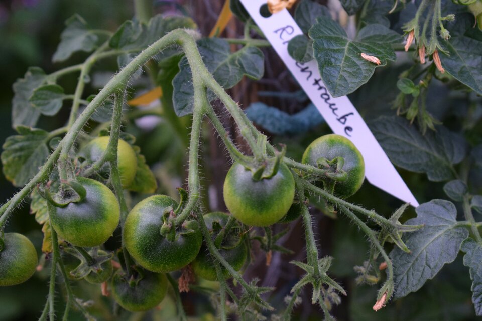 Vegetables vegetable organic