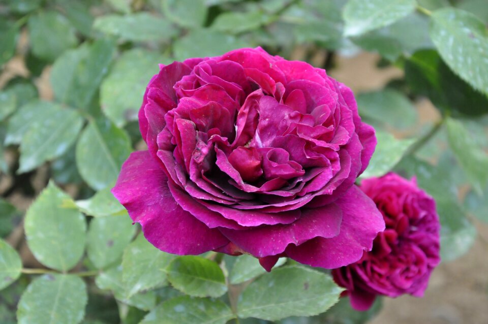 Rose georgia flower