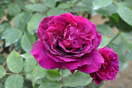 Rose georgia flower photo