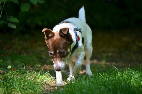 Small dog meadow animal photo