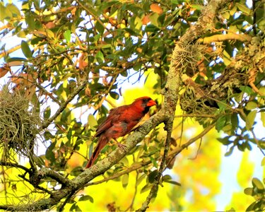 Red bird tree photo