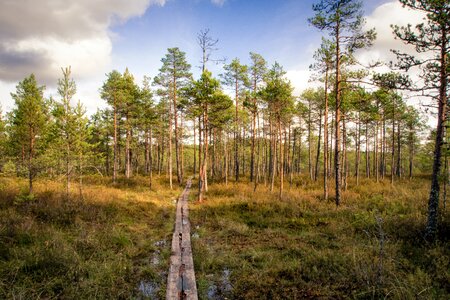 Nature path landscape