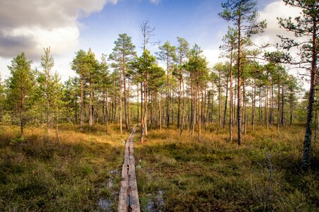 Nature path landscape photo