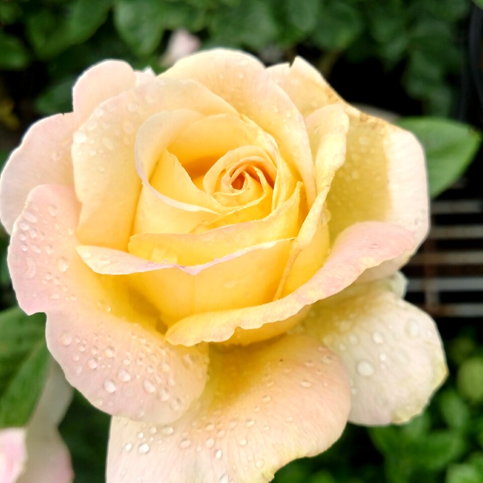 Dewy yellow rose