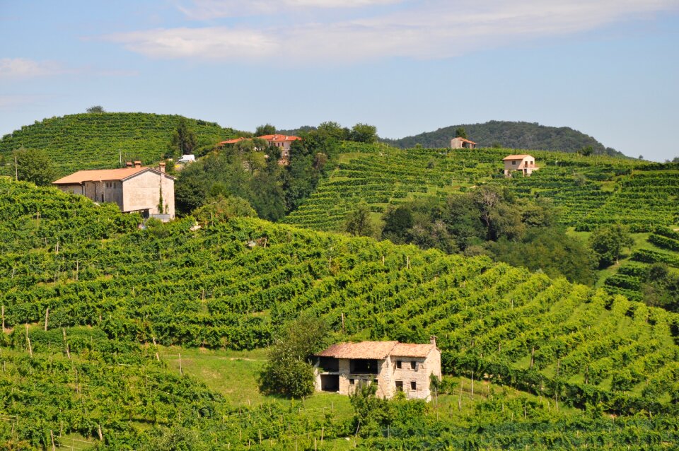 Vineyard prosecco outdoor