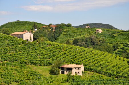 Vineyard prosecco outdoor