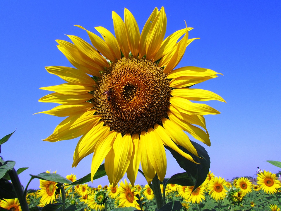Blooming yellow petals
