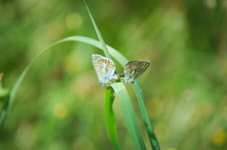 Geiss clover-blue common blue copulation photo