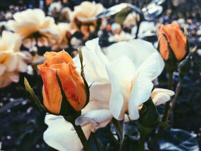 Roses flowers odor photo