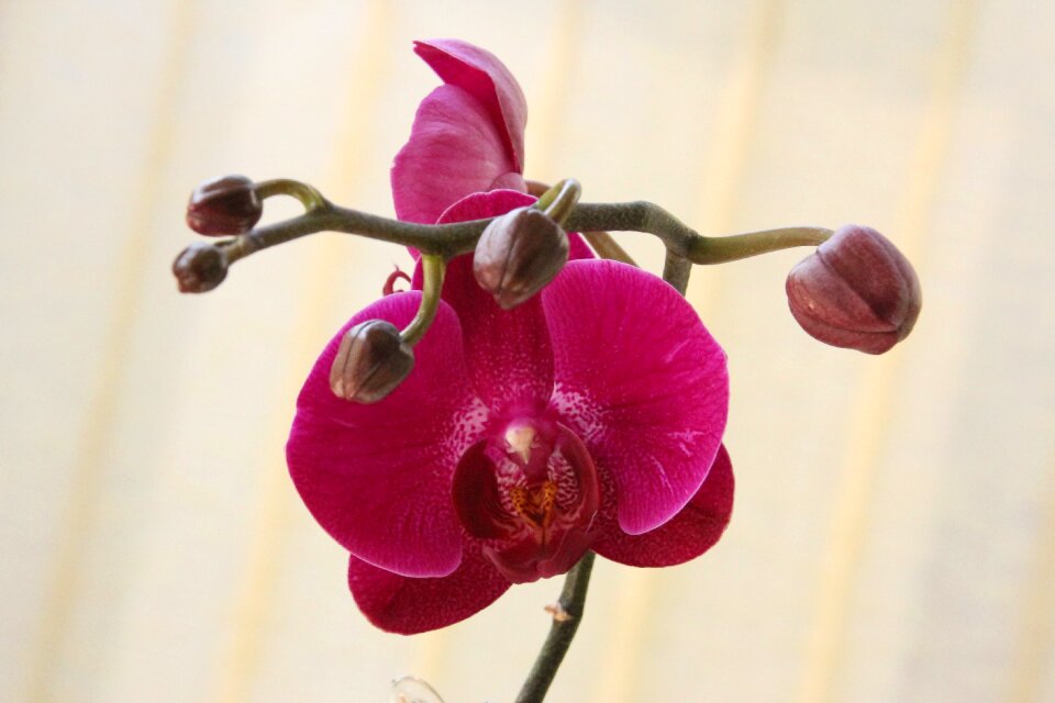 Red blossom bloom