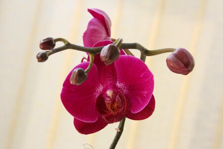 Red blossom bloom