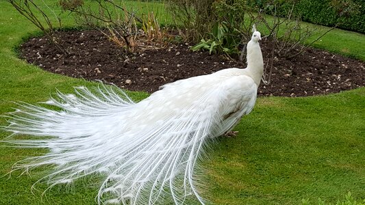 White beauty photo