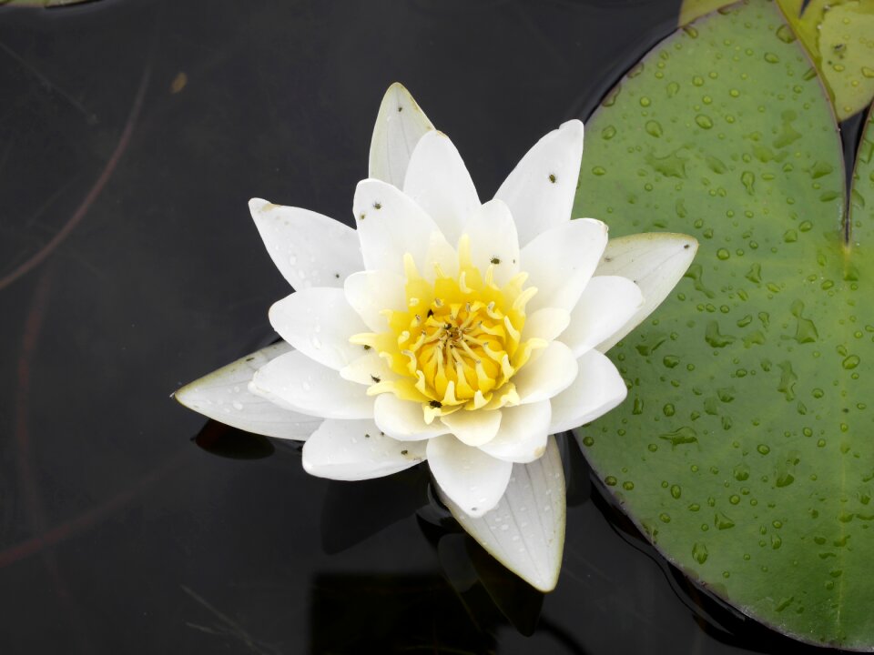 Botanical garden water lily macro