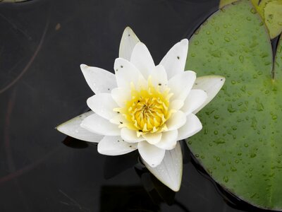 Botanical garden water lily macro