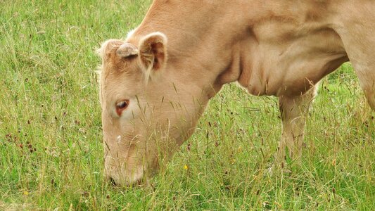 Female cow cream photo