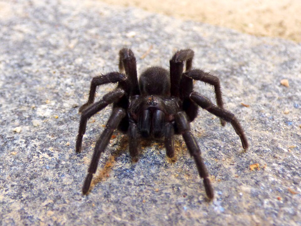 Fear terror arachnid