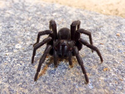 Fear terror arachnid