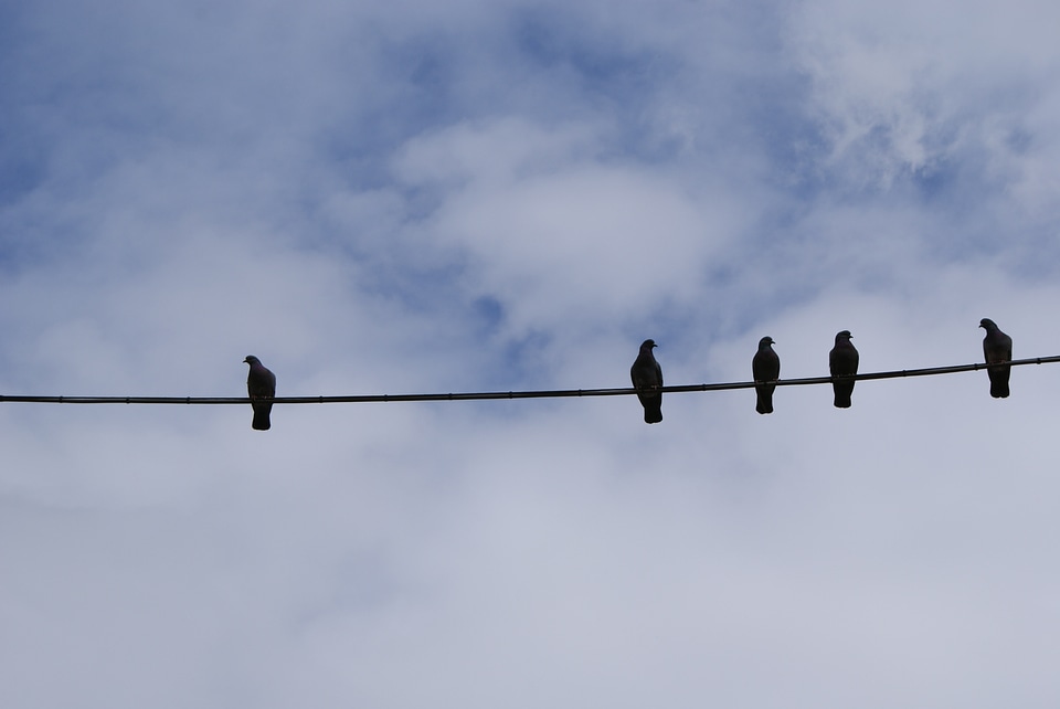 Wire line fly