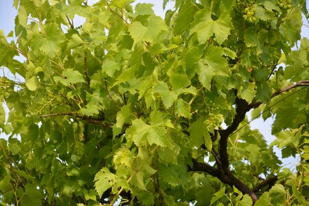 Vineyard cluster plants photo