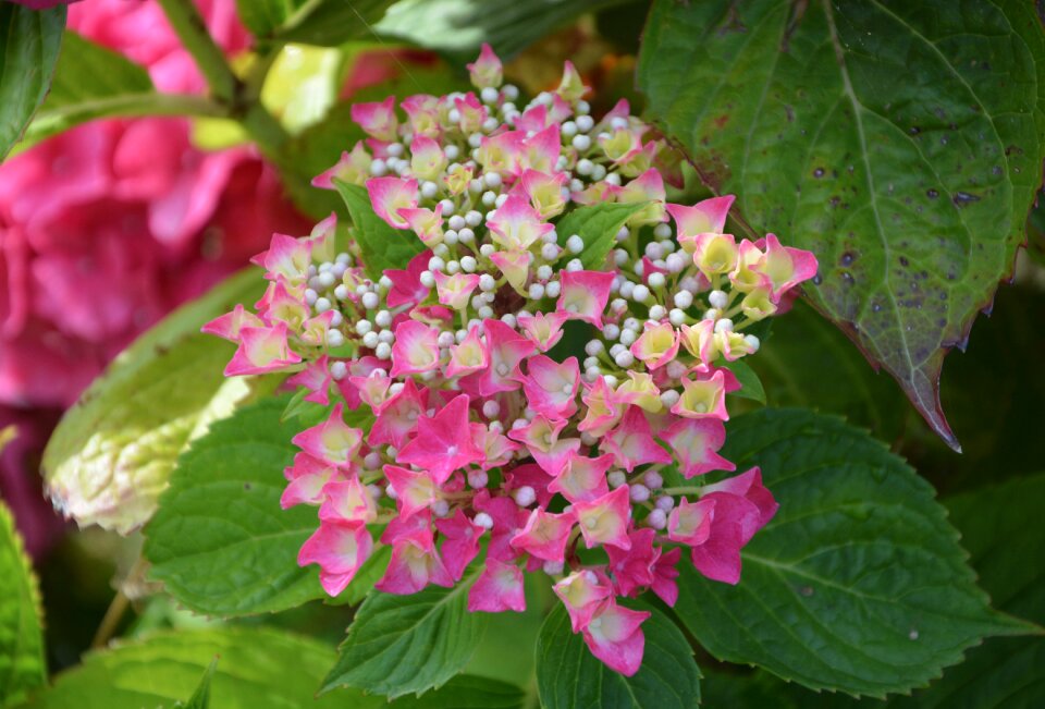 Bowls garden plant
