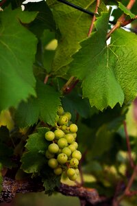 Grapes wine vine photo