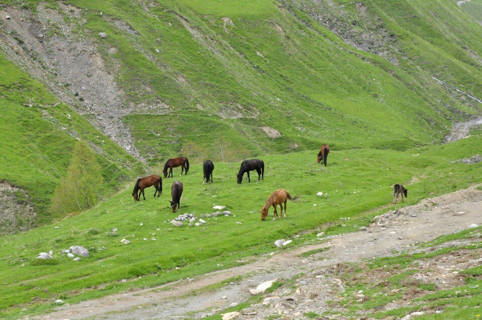 Caucasus offspring mountains