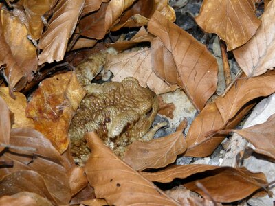 Amphibians common toad bufo bufo photo