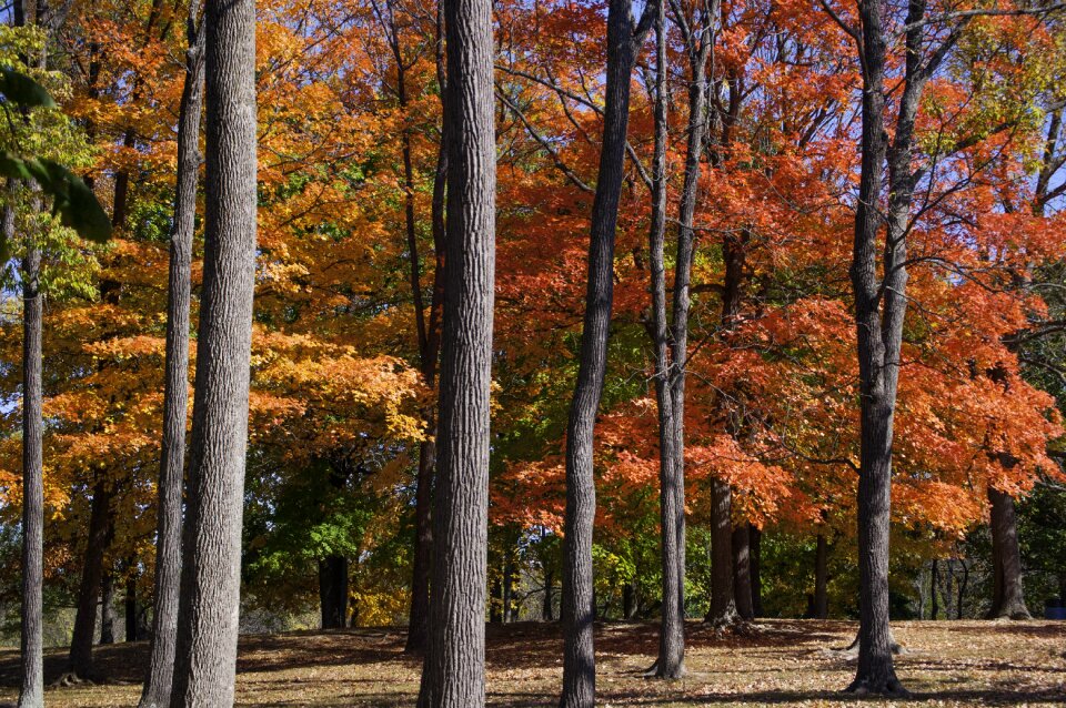 Autumn nature orange photo