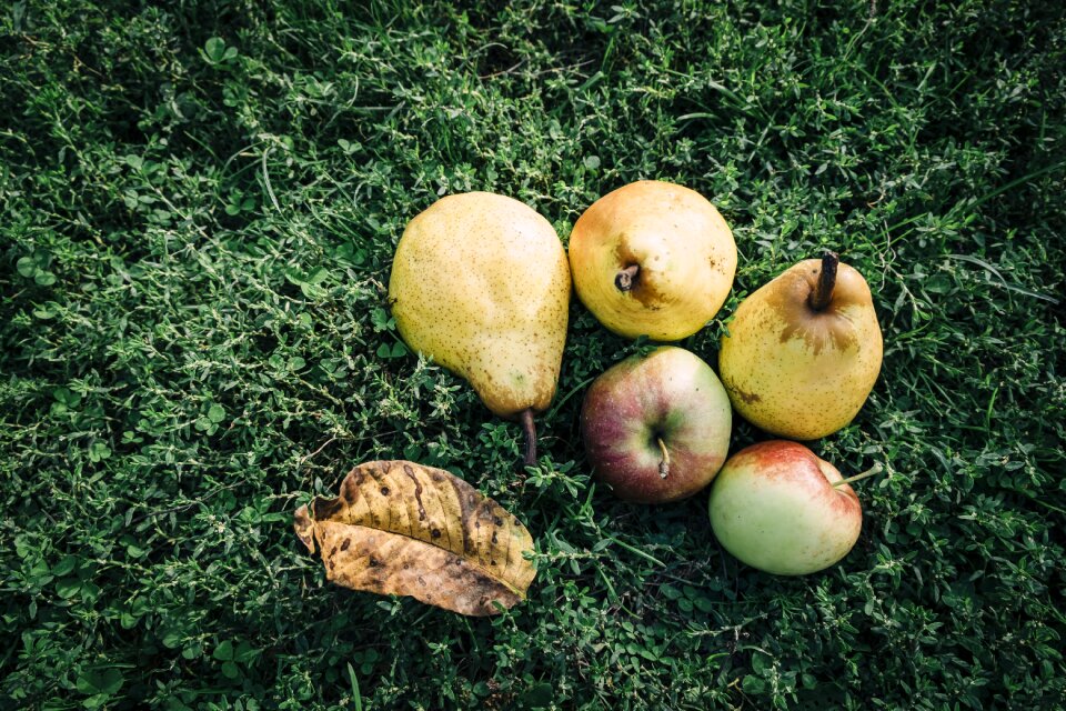 Outdoors lawn dessert