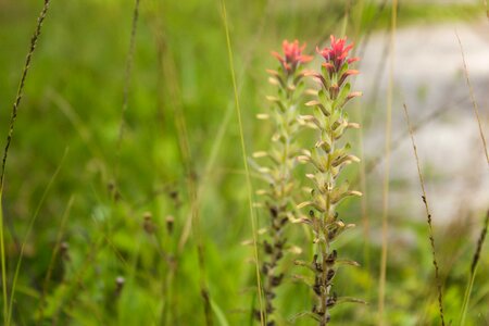 Plants garden flora photo