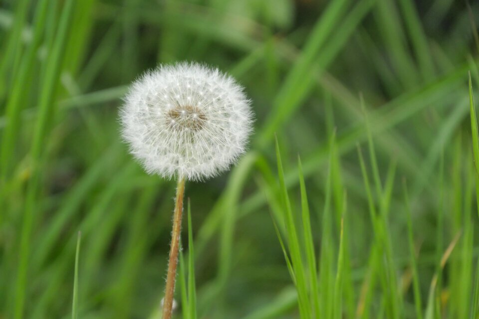Dandelion meadow nature