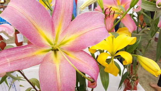 Nature spring yellow