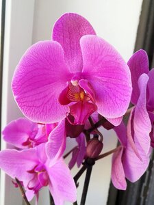 Bright petals bloom