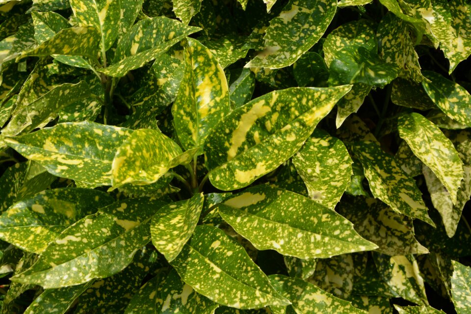 Leaves plant nature
