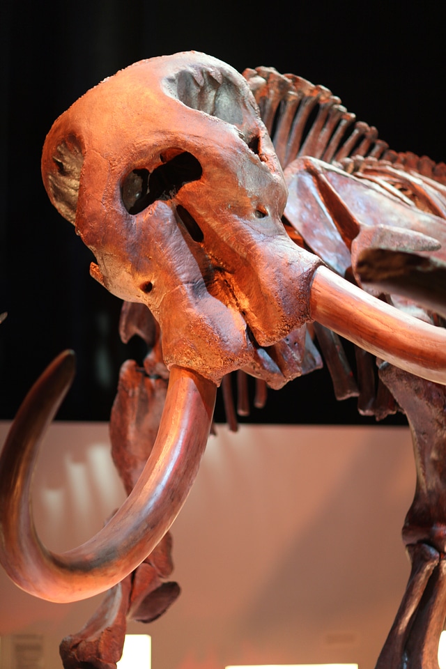 Dinosaur paleontology skeleton