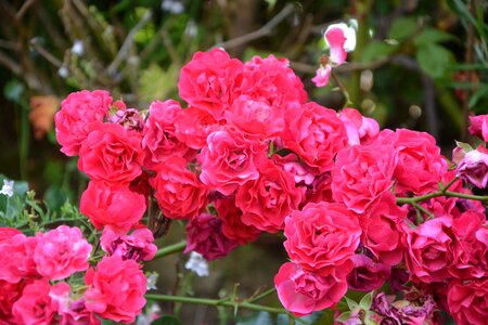 Garden bush nature